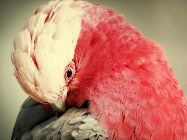 Nahaufnahme des Galah-Vogels im Planckendael Zoo