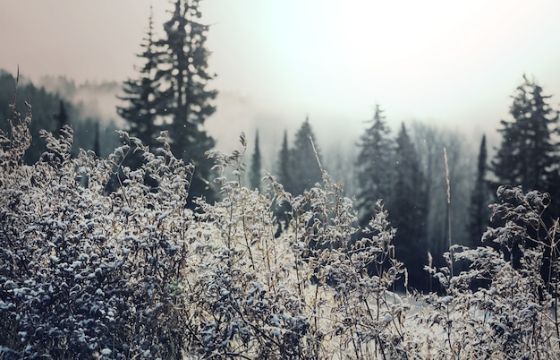 Foto nahaufnahme des gefrorenen grases am wintermorgen in den bergen.