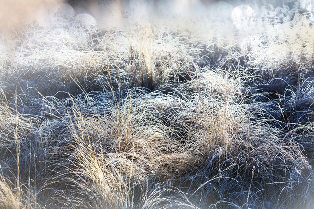 Nahaufnahme des gefrorenen Grases am Wintermorgen in den Bergen.