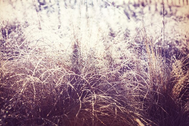 Nahaufnahme des gefrorenen Grases am Wintermorgen in den Bergen.