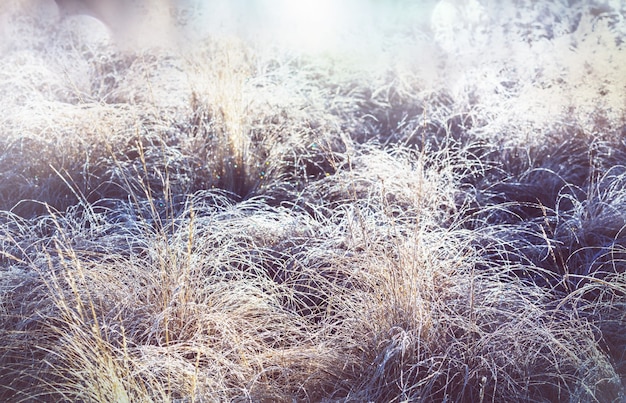 Nahaufnahme des gefrorenen Grases am Wintermorgen in den Bergen.