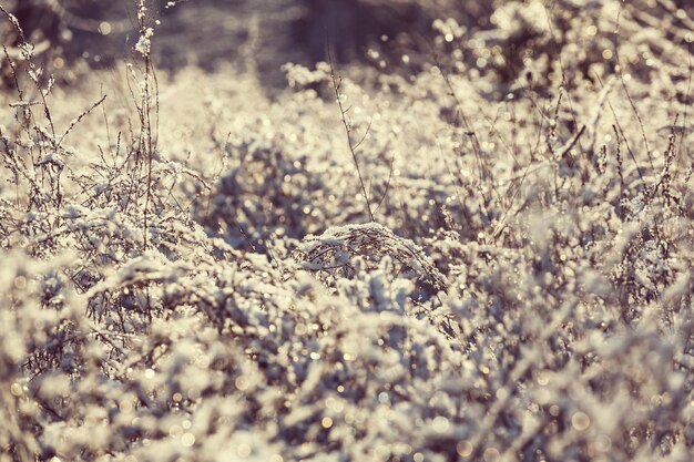 Nahaufnahme des gefrorenen Grases am Wintermorgen in den Bergen.