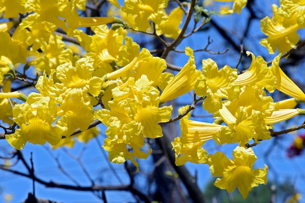 Foto nahaufnahme des gelben lapachobaums in der blüte