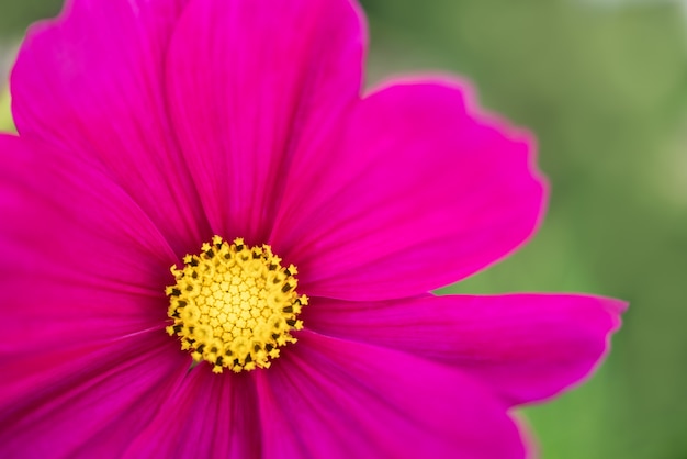 Nahaufnahme des gelben Pollens der rosa purpurroten Blume, die als Hintergrund natürliche Pflanzen, Ökologieflora Deckblattkonzept verwendet.