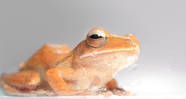 Nahaufnahme des gemeinsamen orange Buschfrosches.