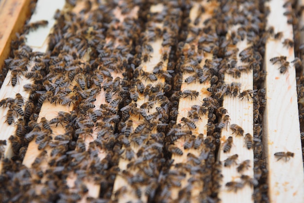 Nahaufnahme des geöffneten Bienenstockkörpers mit den von Honigbienen bevölkerten Rahmen