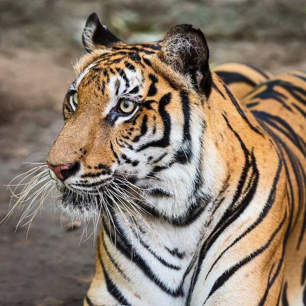 Nahaufnahme des Gesichtes eines Tigers.