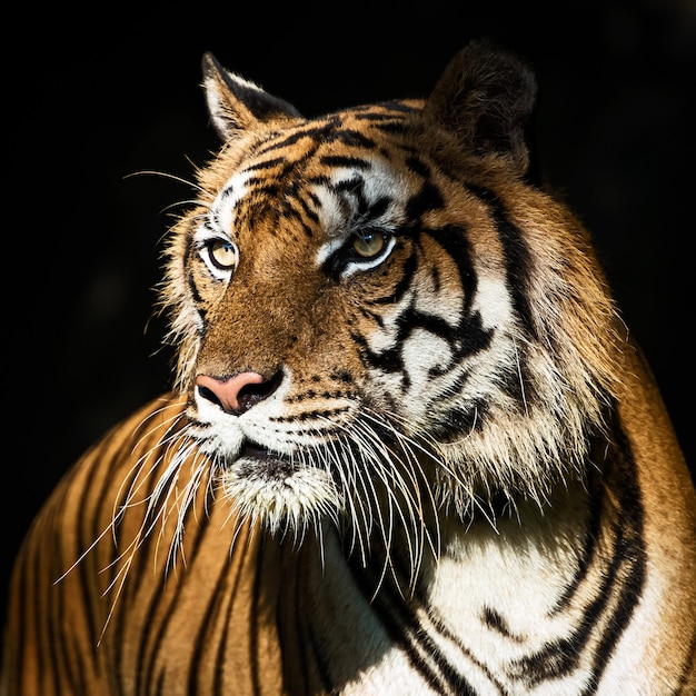 Foto nahaufnahme des gesichtes eines tigers.