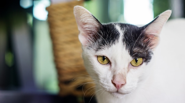 Nahaufnahme des Gesichts der schwarzen und weißen Katze.