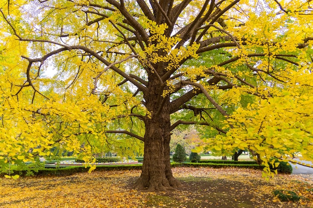 Nahaufnahme des Gingko-Baumes im Herbst