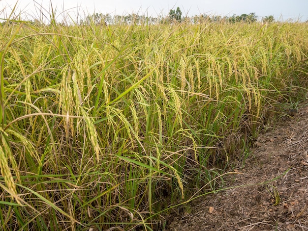 Nahaufnahme des goldenen Reisfeldes in der Nähe der Bio-Farm der Erntezeit des thailändischen Bauern in der Vorderansicht des ländlichen Dorfes mit dem Kopierraum