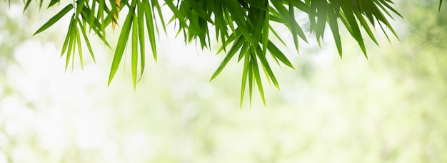 Foto nahaufnahme des grünen bambusblattes der schönen naturansicht auf unscharfem grünhintergrund im garten