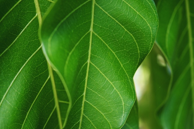 Nahaufnahme des grünen Blatt- und Mangoblattes