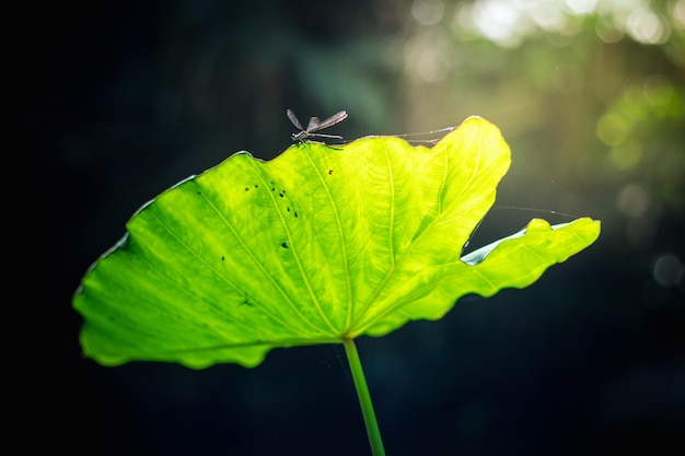 Foto nahaufnahme des grünen blattes auf der pflanze