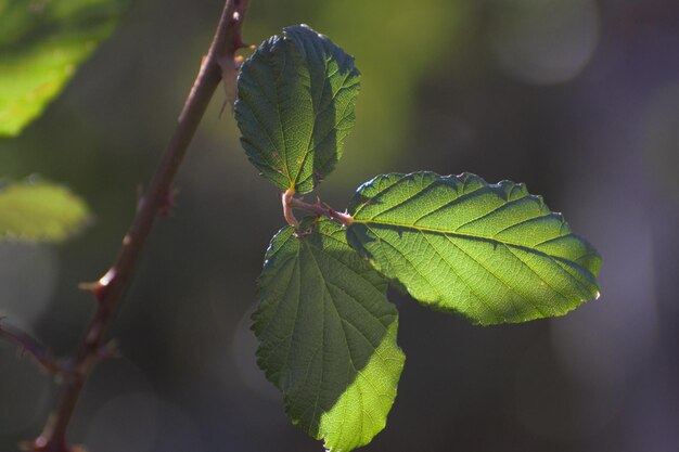 Foto nahaufnahme des grünen blattes auf der pflanze