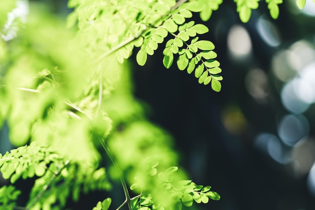 Nahaufnahme des grünen Blattes der schönen Naturansicht auf unscharfem grünem Hintergrund im Garten mit Kopienraum unter Verwendung als Hintergrundbildseite concepti