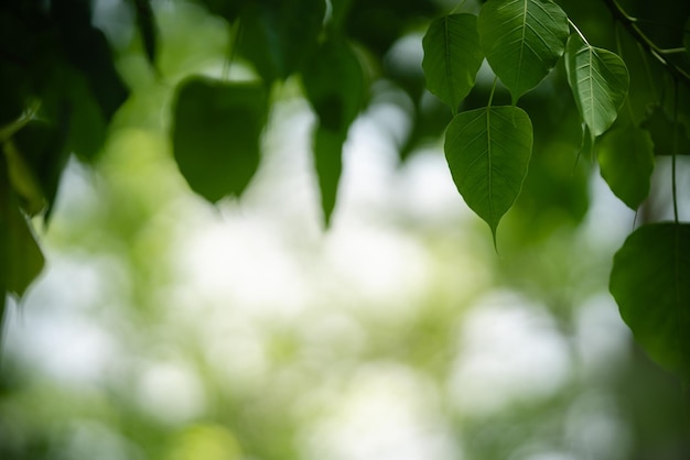 Nahaufnahme des grünen Blattes der schönen Naturansicht auf unscharfem grünem Hintergrund im Garten mit Kopienraum unter Verwendung als Hintergrundbildseite concepti