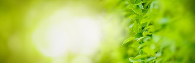 Nahaufnahme des grünen Blattes der schönen Naturansicht auf unscharfem grünem Hintergrund im Garten mit Kopienraum unter Verwendung als Hintergrunddeckblattkonzept