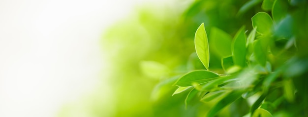 Nahaufnahme des grünen Blattes der schönen Naturansicht auf unscharfem grünem Hintergrund im Garten mit Kopienraum unter Verwendung als Hintergrunddeckblattkonzept