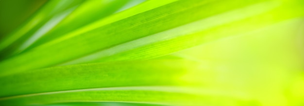 Nahaufnahme des grünen Blattes der schönen Naturansicht im Garten mit Kopienraum unter Verwendung als Hintergrunddeckblattkonzept