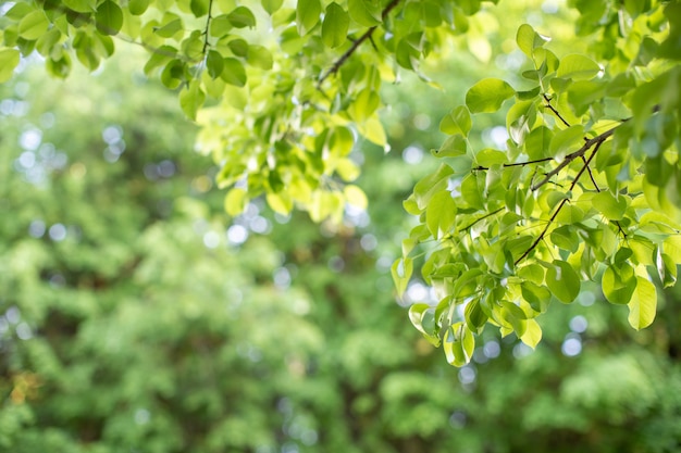 Nahaufnahme des grünen Blattes mit Schönheitsbokeh unter Sonnenlicht.