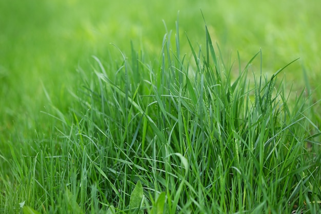 Nahaufnahme des grünen Grases