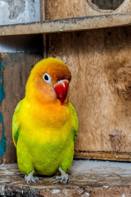 Foto nahaufnahme des grünen liebesvogels