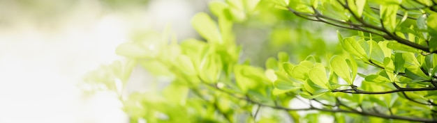 Nahaufnahme des grünen Naturblattes auf unscharfem Grünhintergrund im Garten mit Bokeh und Kopienraum unter Verwendung als Hintergrunddeckblattkonzept.