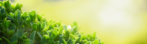 Nahaufnahme des grünen Naturblattes auf unscharfer grüner Oberfläche im Garten mit Bokeh und Kopienraum