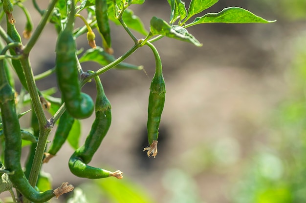 Nahaufnahme des grünen organischen Chilipfeffers auf der jungen Pflanze am Bauernhoffeld, Erntekonzept.