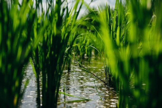 Nahaufnahme des grünen Paddy-Reisfeldes Asien Bali Indonesien