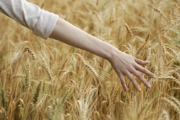 Nahaufnahme des Handmädchens, das gelbe Ährchen des Weizens berührt