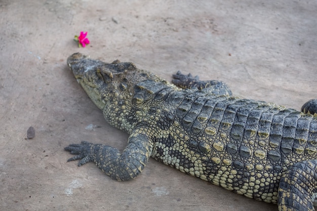 Nahaufnahme des Hauptkrokodils, Alligator im Park