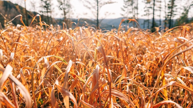 Nahaufnahme des Herbstgrases auf einer sonnigen Bergwiese