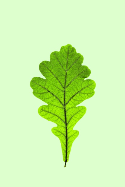 Nahaufnahme des herbstlichen Eichenblatts mit natürlicher Textur auf hellgrünem Hintergrund. Natürliches, frisches Herbstl