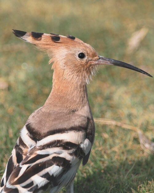 Nahaufnahme des Hoopoe