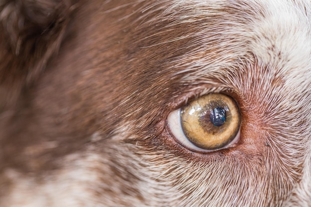 Nahaufnahme des Hundeauges. Eine Nahaufnahme eines schönen braunen Hundeauges in einem braunen wheaten Gesicht. Erstaunliches Makroauge