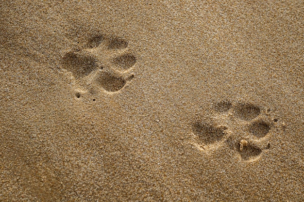 Nahaufnahme des Hundepfotenabdrucks im Sand am Strand von Rota