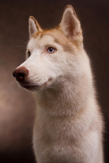 Foto nahaufnahme des hundes, der wegschaut