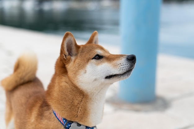 Nahaufnahme des Hundes, der wegschaut