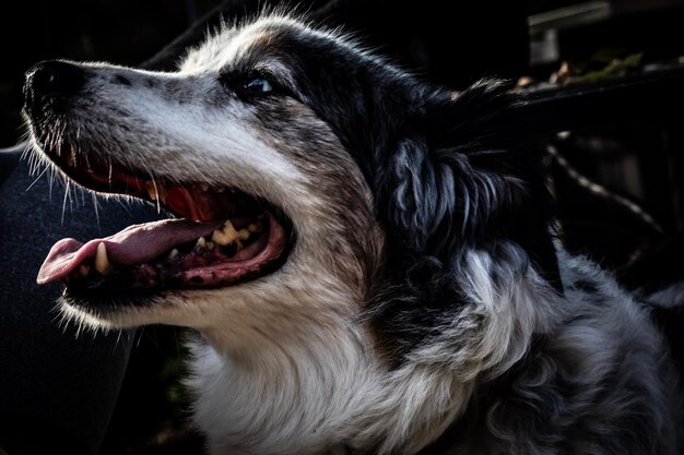 Foto nahaufnahme des hundes, der wegschaut