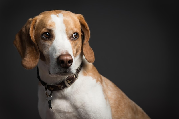 Nahaufnahme des Hundes, der wegschaut