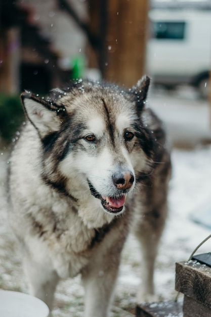 Foto nahaufnahme des hundes, der wegschaut