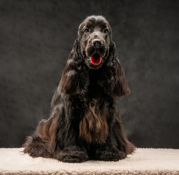 Nahaufnahme des Hundes