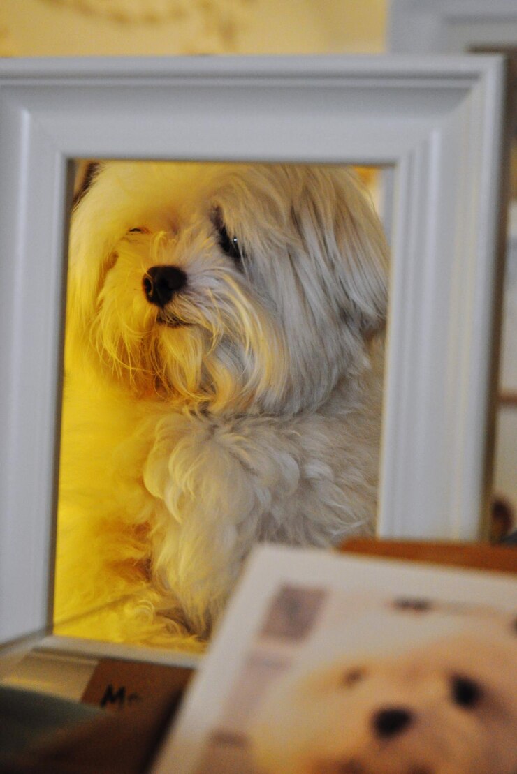 Foto nahaufnahme des hundes