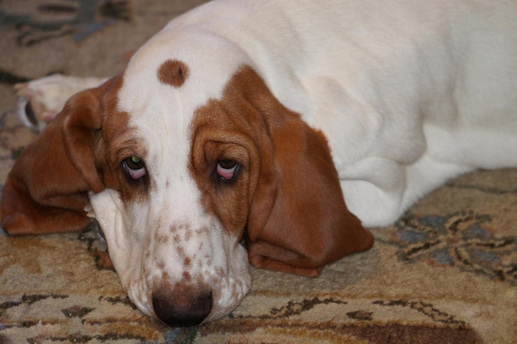 Foto nahaufnahme des hundes