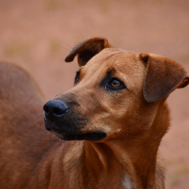 Nahaufnahme des Hundes