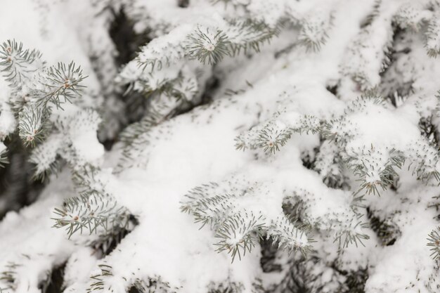 Nahaufnahme des immergrünen Weihnachtsbaums mit einer dicken Schneeschicht bedeckt