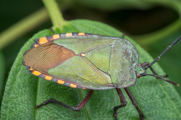 Nahaufnahme des Insekten Pycanum rubens