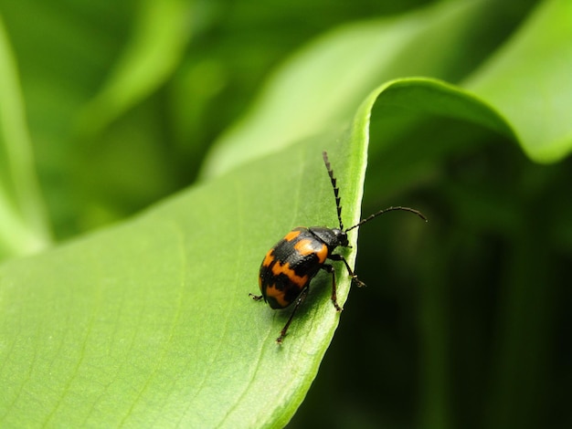 Nahaufnahme des japanischen Knotweed-Blattkäfers Gallerucida bifasciata, der auf dem grünen Blatt ruht